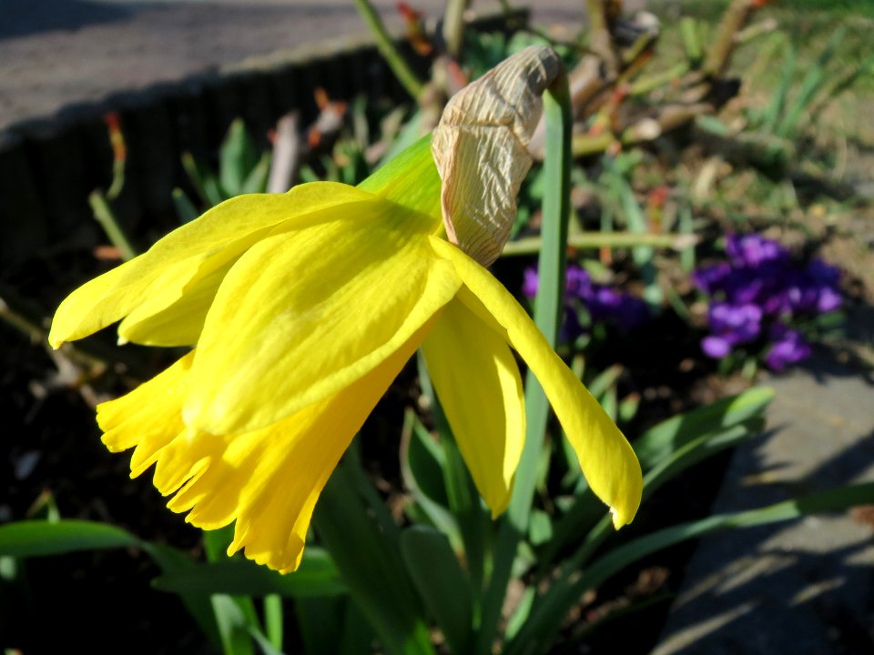 20150311Narcissus_pseudonarcissus2