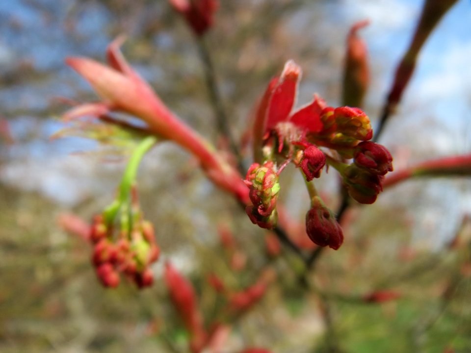20150413Acer_palmatum1