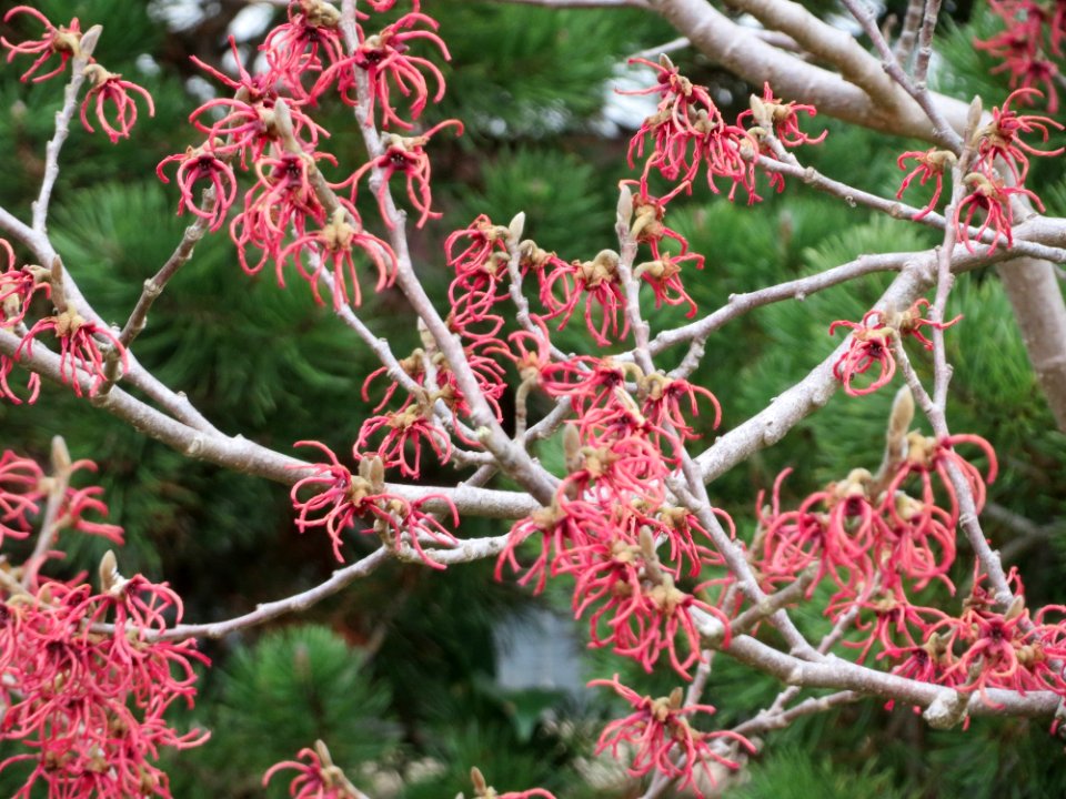 20150315Hamamelis_x_intermedia3