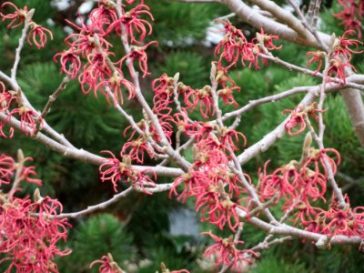 20150315Hamamelis_x_intermedia3