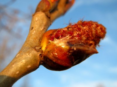20150316Populus_x_canadensis3