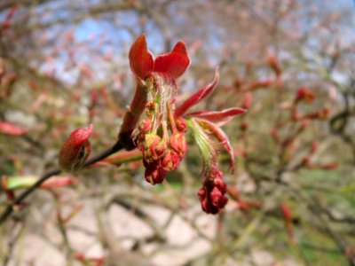 20150413Acer_palmatum3