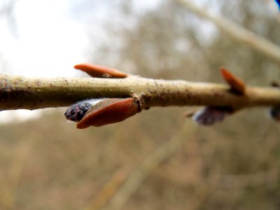 20150315Salix_purpurea08