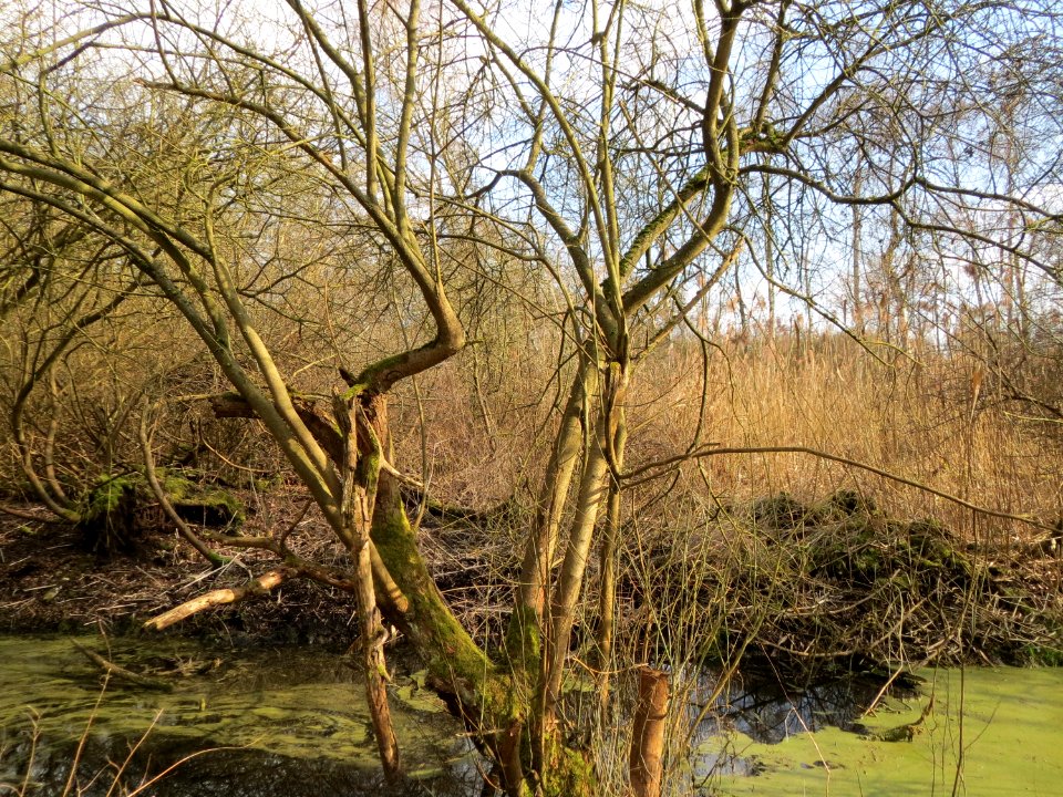 20150312Salix_cinerea01