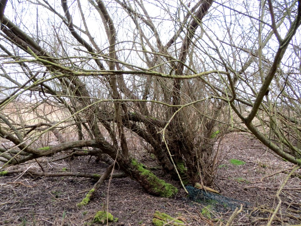 20150315Salix_purpurea04