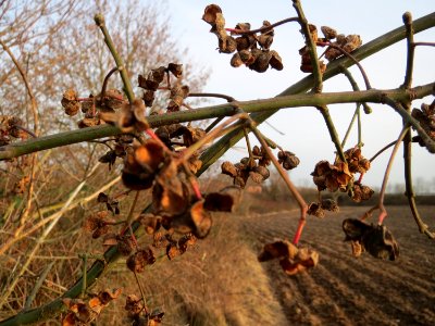 20150224Euonymus_europaeus1