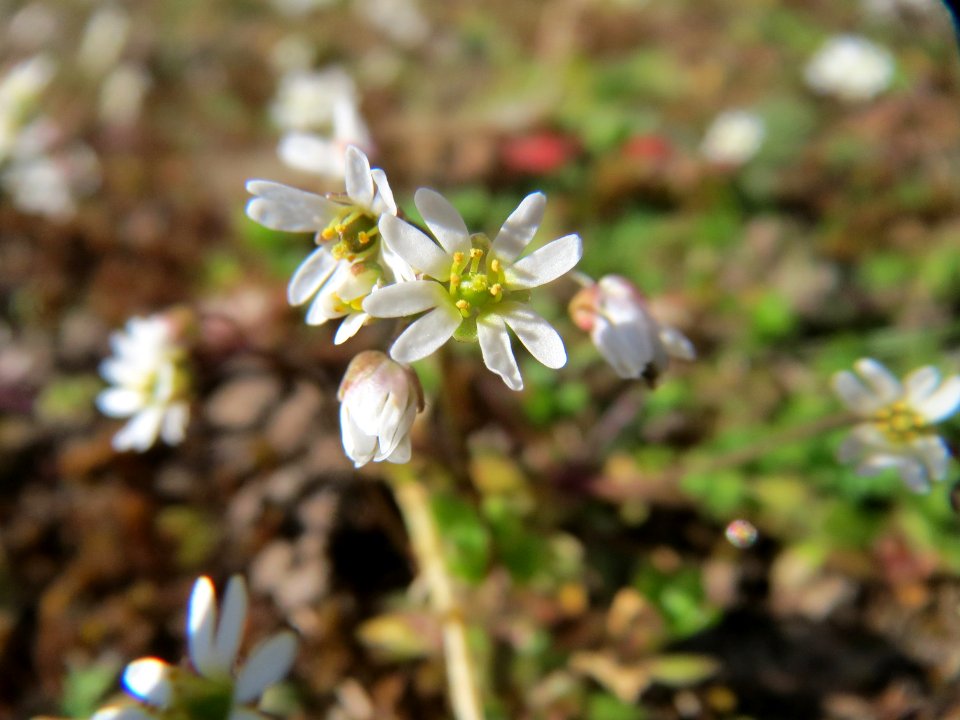 20150311Draba_verna3