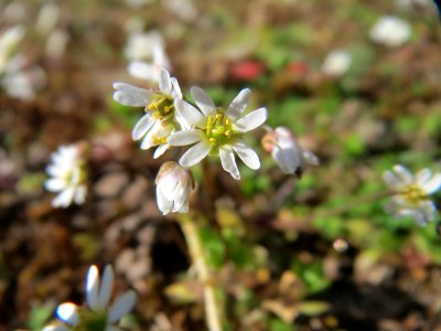 20150311Draba_verna3