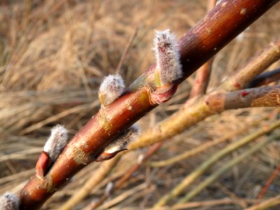 20150315Salix_purpurea15