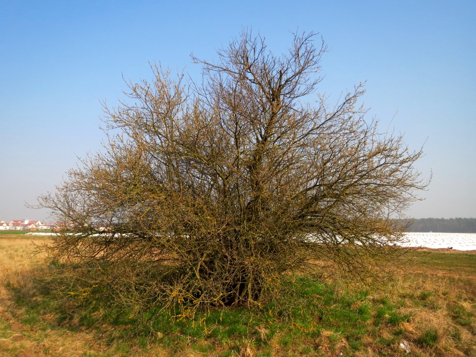 20150320Prunus_cerasifera1