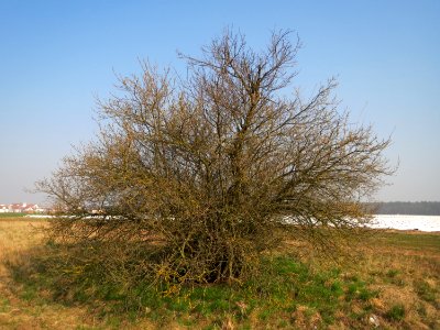 20150320Prunus_cerasifera1