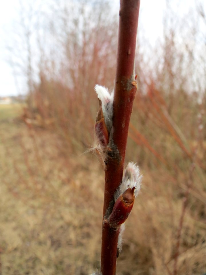 20150313Salix_purpurea
