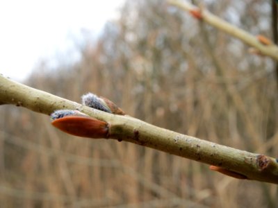 20150315Salix_purpurea09