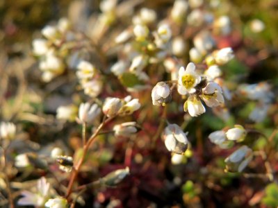 20150316Draba_verna4