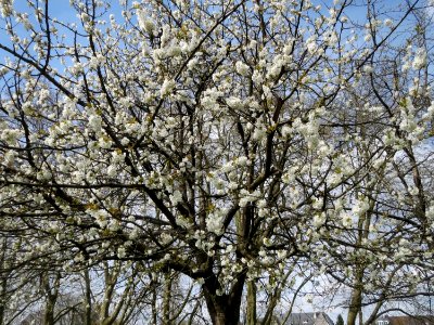20150413Prunus_sect_Cerasus1