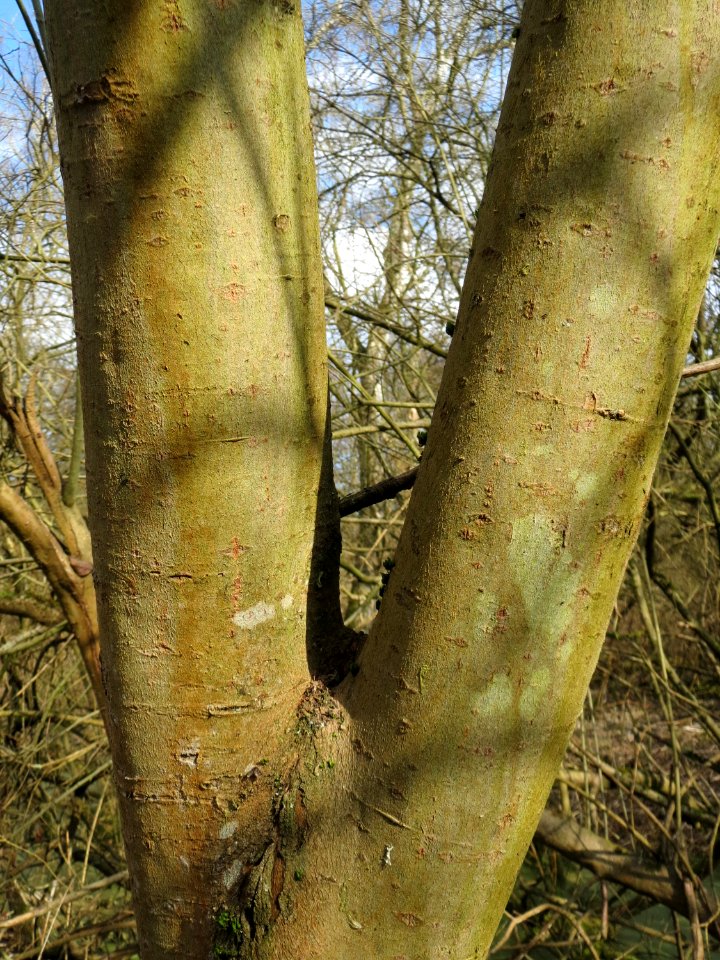 20150312Salix_cinerea05