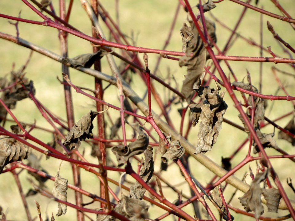 20150316Cornus_sanguinea2