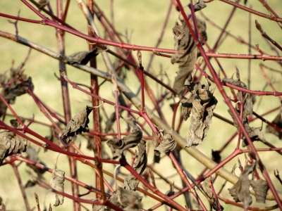 20150316Cornus_sanguinea2