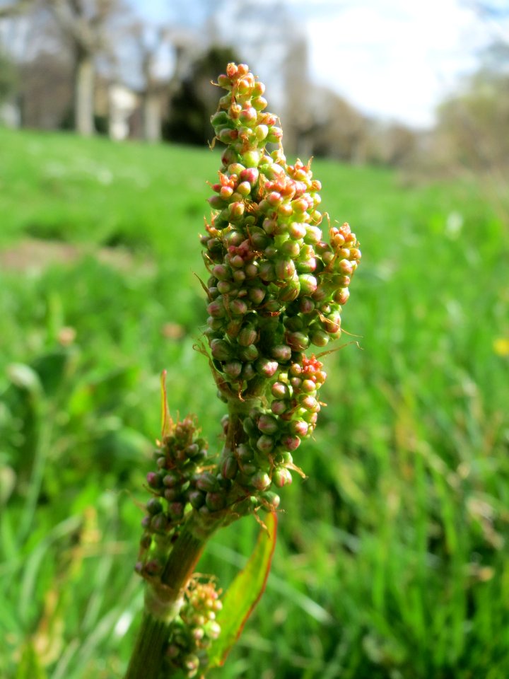 20150413Rumex_acetosa1
