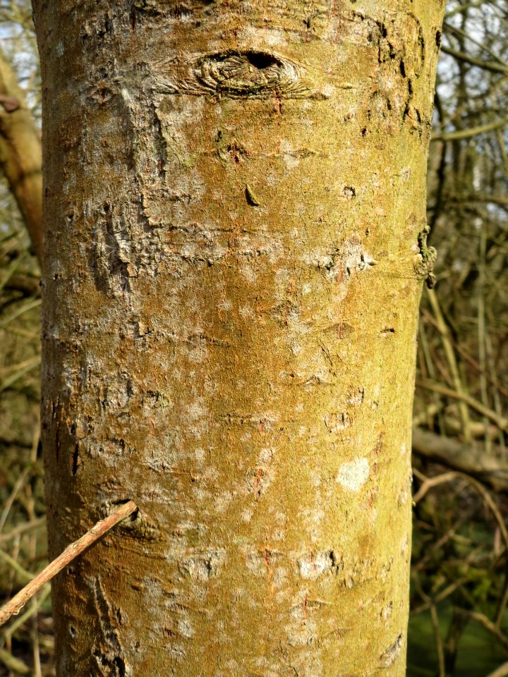 20150312Salix_cinerea06