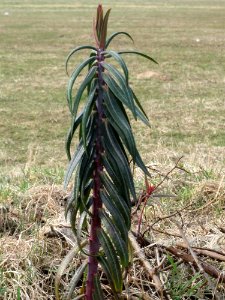 20150316Euphorbia_lathyris8