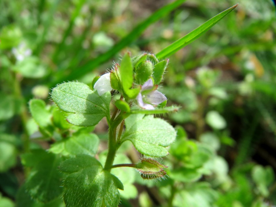 20150413Veronica_hederifolia