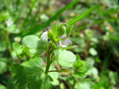 20150413Veronica_hederifolia