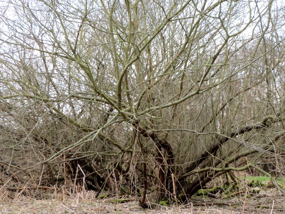 20150315Salix_purpurea02