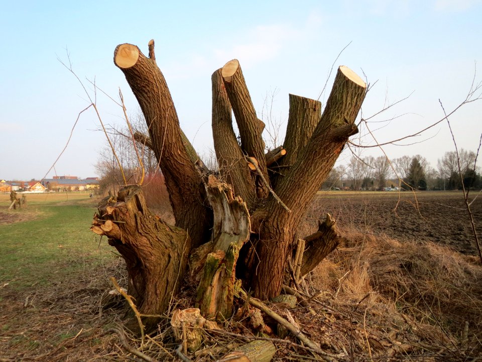 20150315Salix_alba1