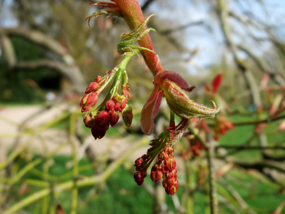 20150413Acer_palmatum2