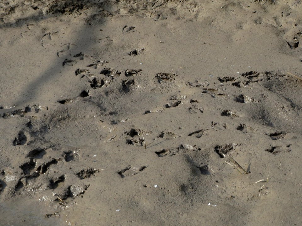 20150316Entenspuren1