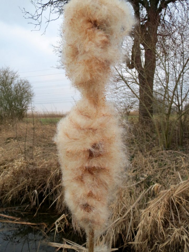 20150315Typha_latifolia4