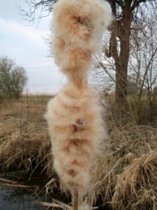 20150315Typha_latifolia4