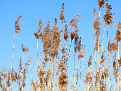 20150316Phragmites_australis2