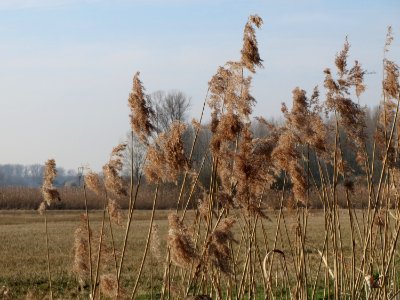 20150316Phragmites_australis4