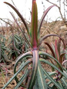 20150315Euphorbia_lathyris3