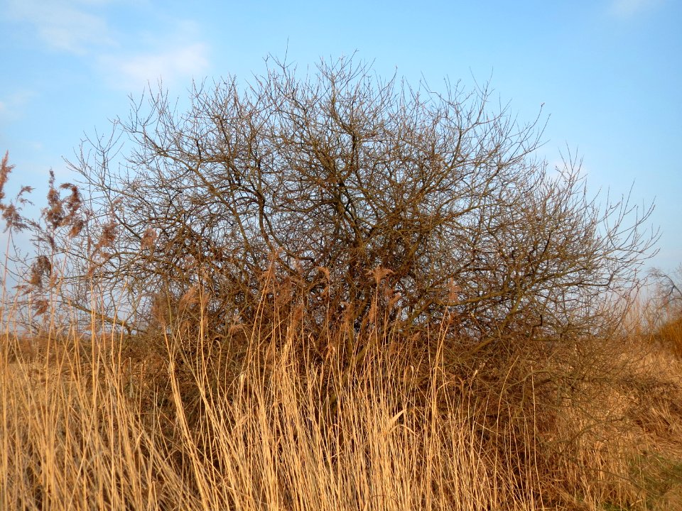 20150315Salix_cinerea1