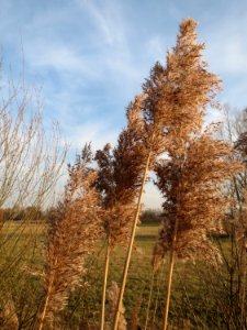 20150317Phragmites_australis3