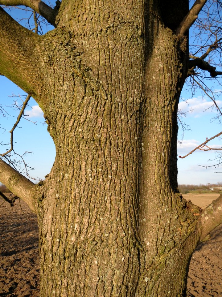 20150312Acer_platanoides