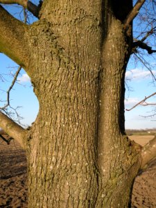 20150312Acer_platanoides