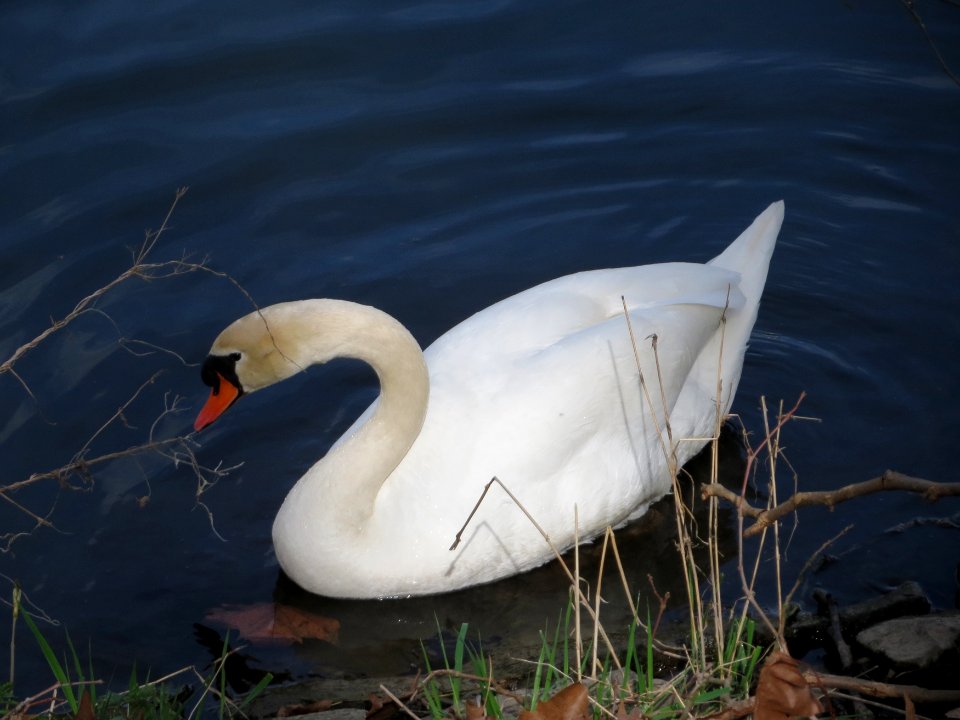 20150413Cygnus_olor