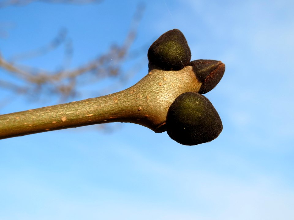 20150317Fraxinus_excelsior
