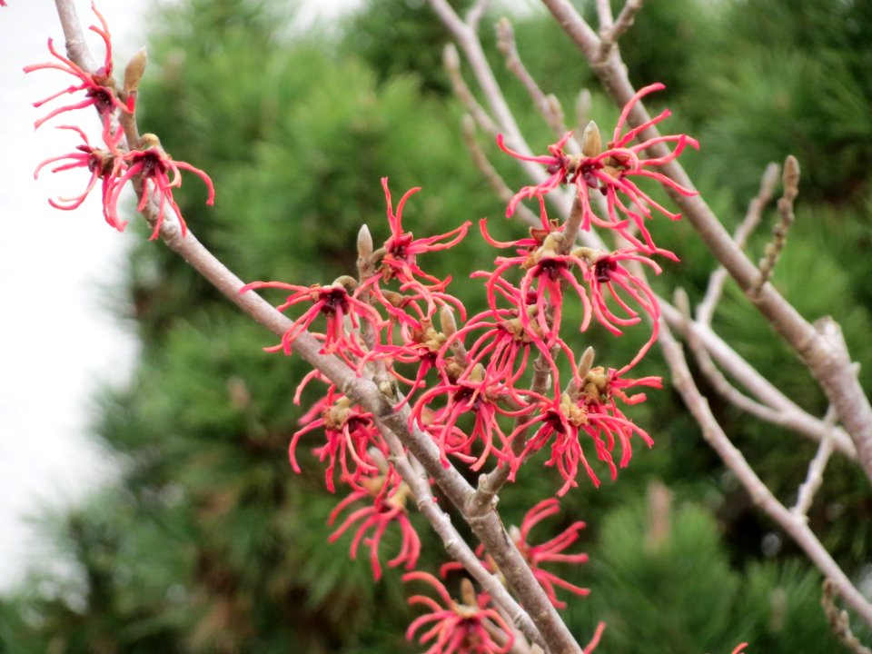 20150315Hamamelis_x_intermedia2