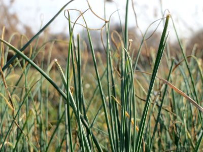 20150317Allium_schoenoprasum1