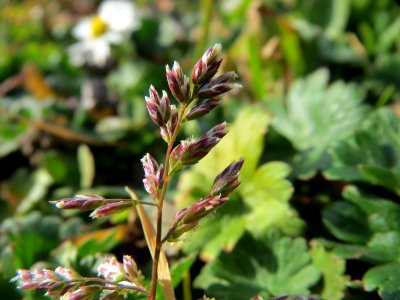 20150317Poa_annua1