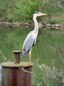 20150416Ardea_cinerea
