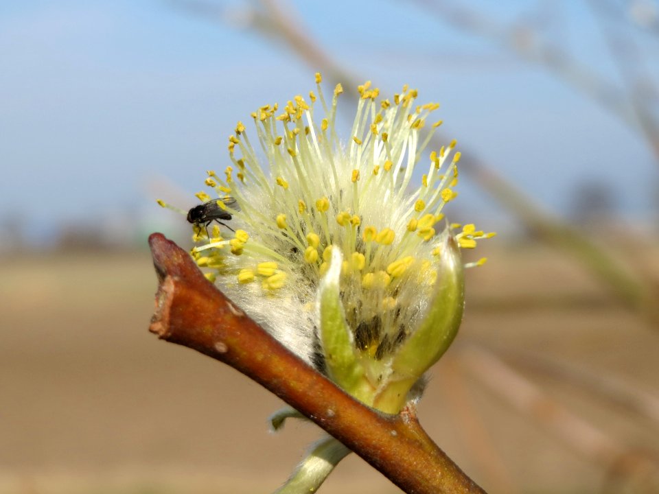 20150316Salix_caprea08