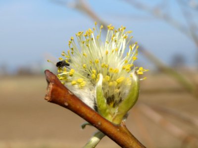 20150316Salix_caprea08