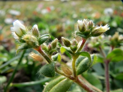20150307Cerastium_glomeratum3