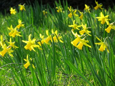20150317Narcissus_pseudonarcissus1